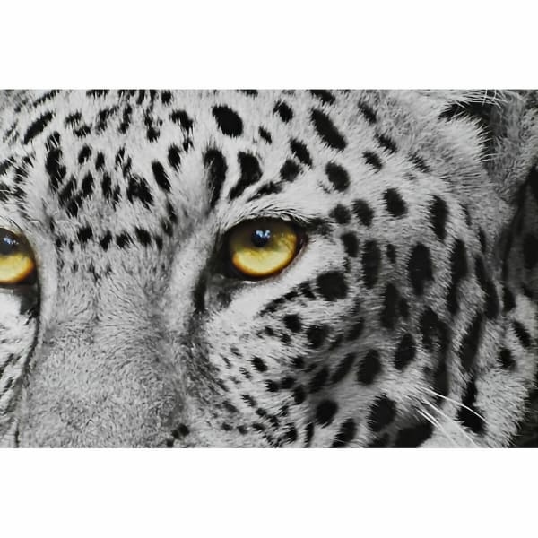 Marcos de pared en blanco y negro de león, leopardo y tigre