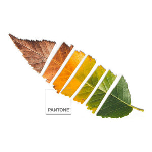 Couvre-lit Leaf Pantone